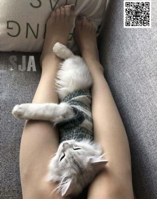 成全视频大全高清全集免费观看